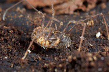 Media type: image;   Invertebrate Zoology 49771